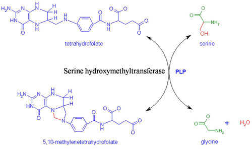 One of the reactions that serine hydroxymethyl transferase catalyzes is the conversion of the amino acid serine to glycine.